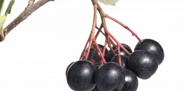 Black chokeberry